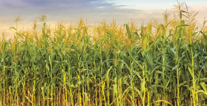 Seed sales from Dynamic Cropping Systems