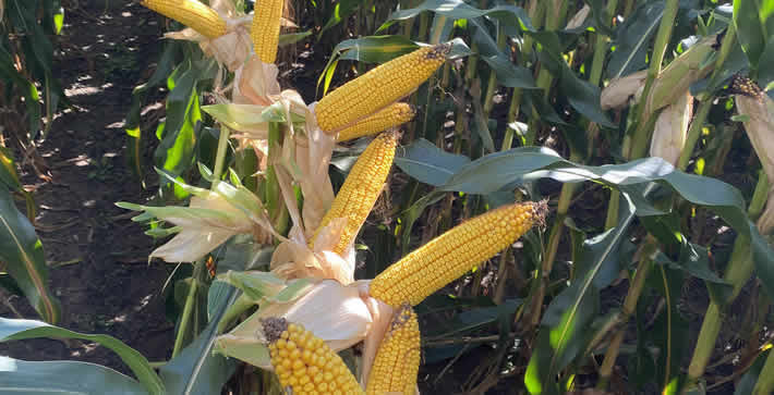 Purchase agricultural chemicals from Dynamic Cropping Systems of Minnesota.